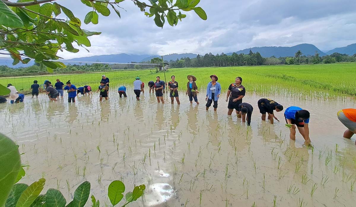 วิทยาลัยนานาชาติ ม.ทักษิณ ร่วมมือเครือข่ายชุมชนจัดกิจกรรม “ตะโหมดนาวาน สืบสานข้าวสังหยดอินทรีย์ด้วยศาสตร์บรรพชนสู่สากล”