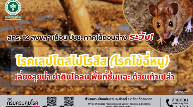 สคร. 12 สงขลา เตือน ปชช. ภาคใต้ตอนล่าง ระวัง โรคเลปโตสไปโรสิส (โรคไข้ฉี่หนู)