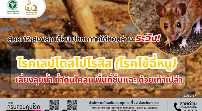 สคร. 12 สงขลา เตือน ปชช. ภาคใต้ตอนล่าง ระวัง โรคเลปโตสไปโรสิส (โรคไข้ฉี่หนู)