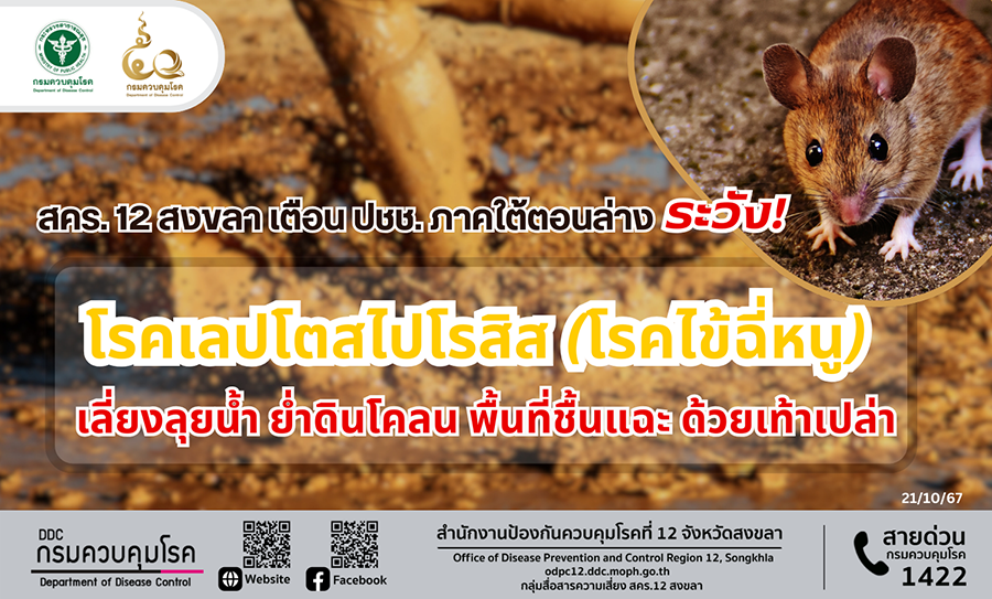 สคร. 12 สงขลา เตือน ปชช. ภาคใต้ตอนล่าง ระวัง โรคเลปโตสไปโรสิส (โรคไข้ฉี่หนู)