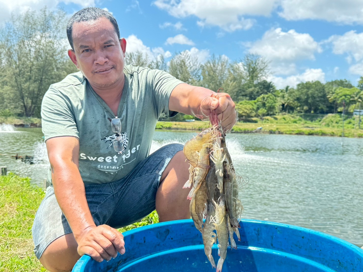     “โก โฮลเซลล์” รับซื้อ กุ้งลายเสือปลอดสารจากเกษตรกรภูเก็ต