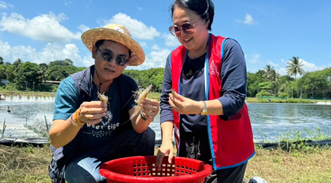     “โก โฮลเซลล์” รับซื้อ กุ้งลายเสือปลอดสารจากเกษตรกรภูเก็ต