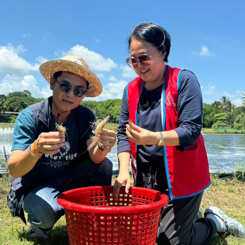     “โก โฮลเซลล์” รับซื้อ กุ้งลายเสือปลอดสารจากเกษตรกรภูเก็ต