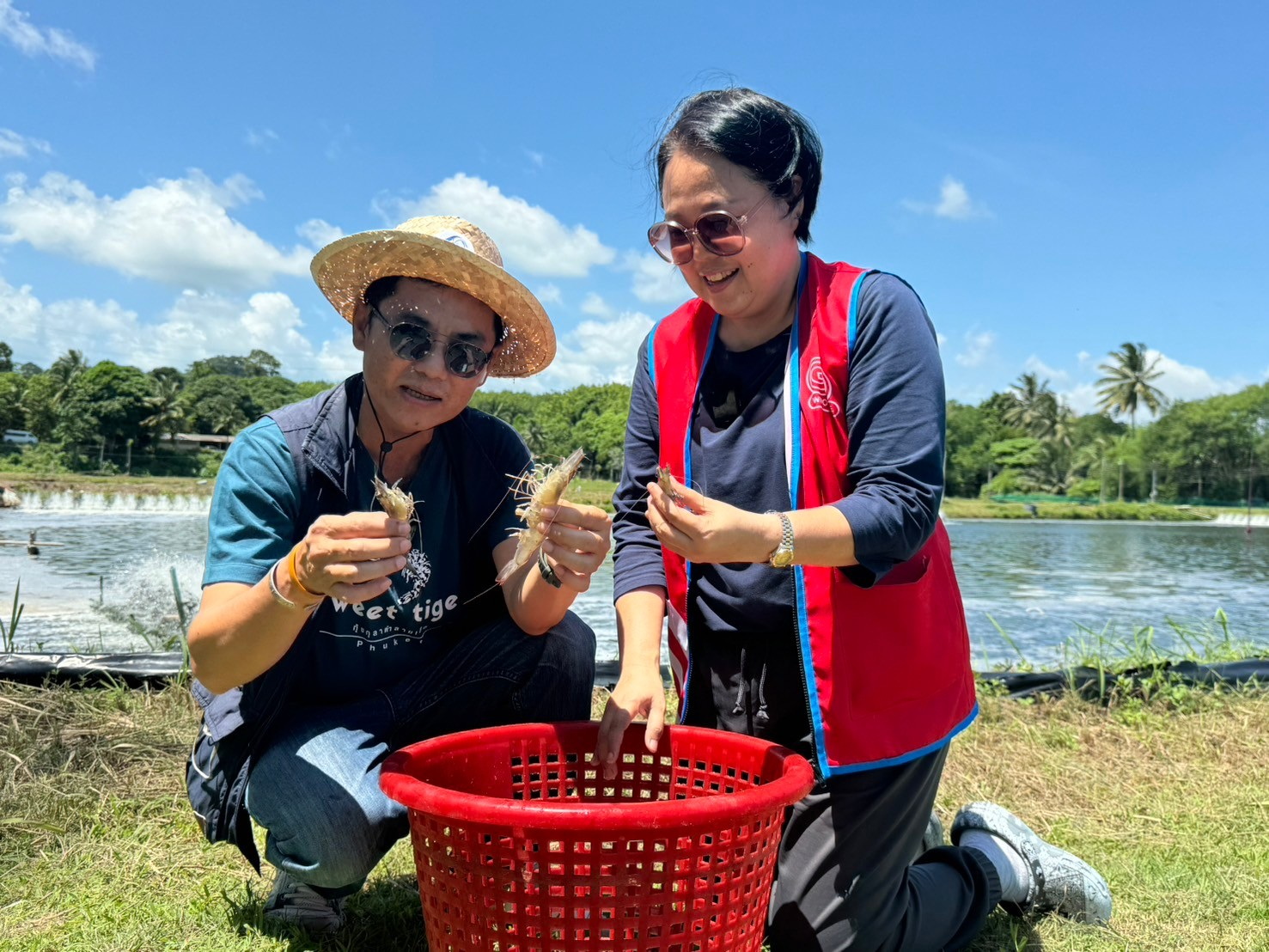     “โก โฮลเซลล์” รับซื้อ กุ้งลายเสือปลอดสารจากเกษตรกรภูเก็ต